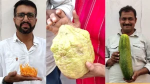 HAU Hisar Kisan Mela: हिसार किसान मेले में 'बाहुबली' खीरे का जलवा, 4 किलो का खीरा और 1.5 किलो का नींबू देख हैरान हुए लोग