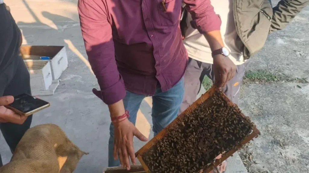 Haryana Beekeeping Scheme: हरियाणा सरकार का बड़ा फैसला, मधुमक्खी पालकों को मिलेगा 6.25 लाख रुपये तक का बीमा कवर