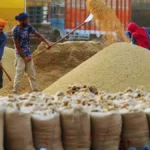 Haryana News: हरियाणा की मंडियों में धान की सरकारी खरीद पर संकट, 500 करोड़ का बकाया न मिलने से भड़के राइस मिलर्स