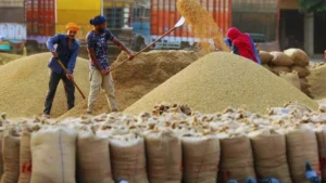 Haryana News: हरियाणा की मंडियों में धान की सरकारी खरीद पर संकट, 500 करोड़ का बकाया न मिलने से भड़के राइस मिलर्स