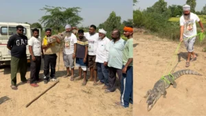 Kurukshetra Crocodile Rescue: कुरुक्षेत्र में SYL नहर में फंसा 50 किलो का मगरमच्छ, गोताखोर प्रगट सिंह की टीम ने ऐसे बचाया