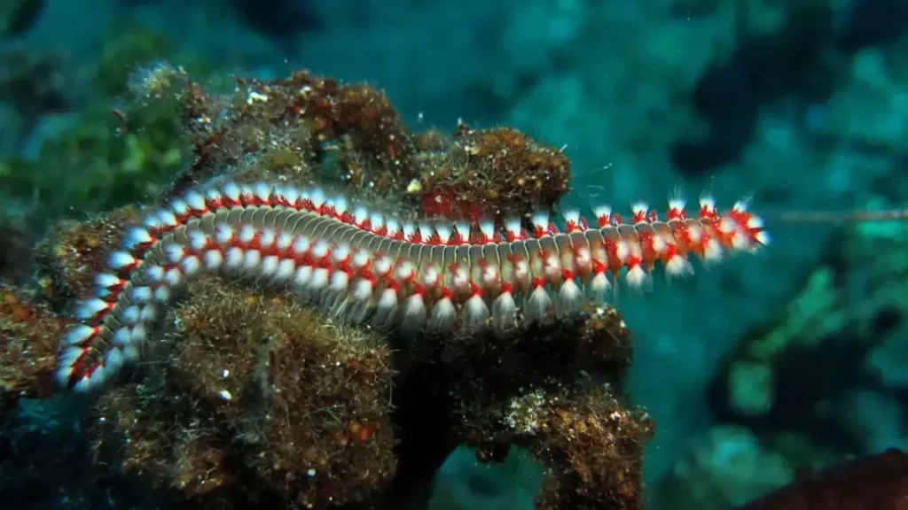 Ocean Secrets: समुद्र की गहराई का अनसुलझा रहस्य, बिना मुंह और दांत के हड्डियां खा जाता है यह 'ओस्डाक्स' वॉर्म