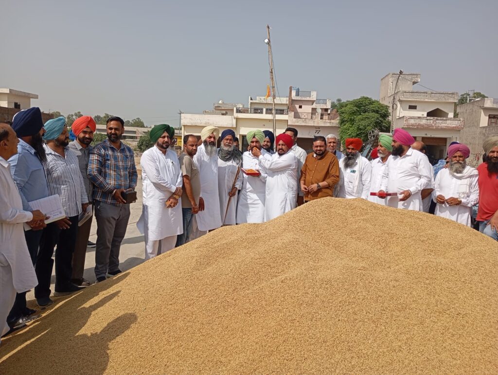 Patti Dana Mandi Paddy Procurement : पट्टी दाना मंडी में धान की खरीद शुरू, जस्सा पट्टी ने व्यवस्थाओं का लिया जायजा