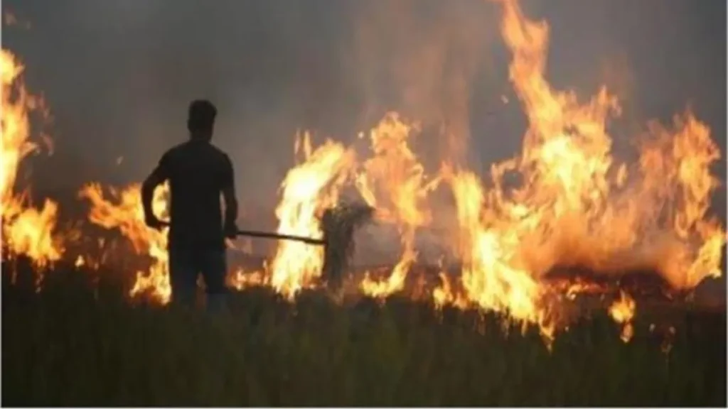 Yamunanagar Stubble Burning: यमुनानगर में पराली जलाने पर इस सीजन की पहली FIR, तीन भाइयों पर दर्ज हुआ केस, MSP पर फसल बिक्री बंद