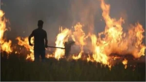 Yamunanagar Stubble Burning: यमुनानगर में पराली जलाने पर इस सीजन की पहली FIR, तीन भाइयों पर दर्ज हुआ केस, MSP पर फसल बिक्री बंद